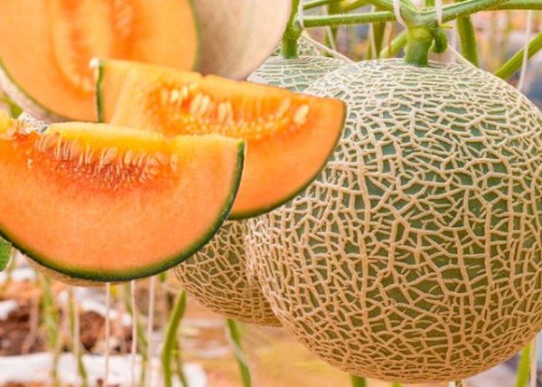 MELON-TRES-CONTINENTES-770×470-770×455 MELON-TRES-CONTINENTES-770x470-770x455