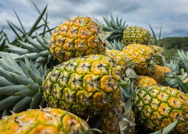 finca-Verba-Odrec-farm-pinas-pineapple-panama-chorrera-2 finca-Verba-Odrec-farm-pinas-pineapple-panama-chorrera-2